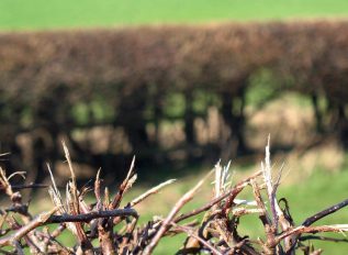It’s bare root planting season for hedging