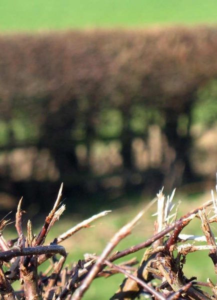 It’s bare root planting season for hedging