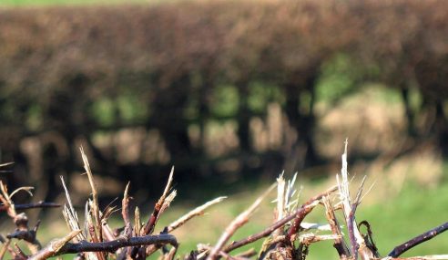 It’s bare root planting season for hedging