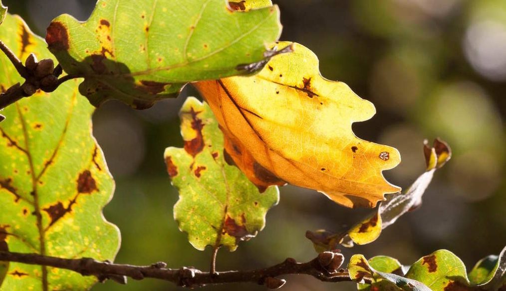 Oak tree has a leaf problem