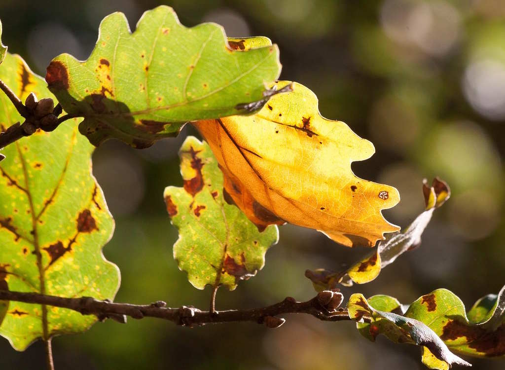 Oak tree has a leaf problem