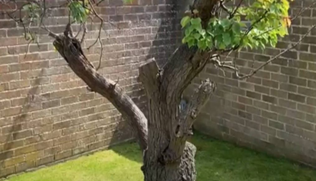 Sensitive pruning of established old apricots