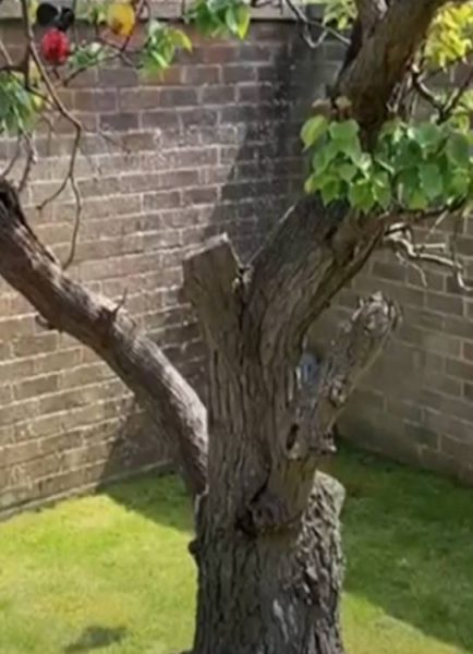Sensitive pruning of established old apricots