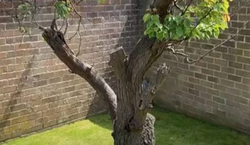 Sensitive pruning of established old apricots