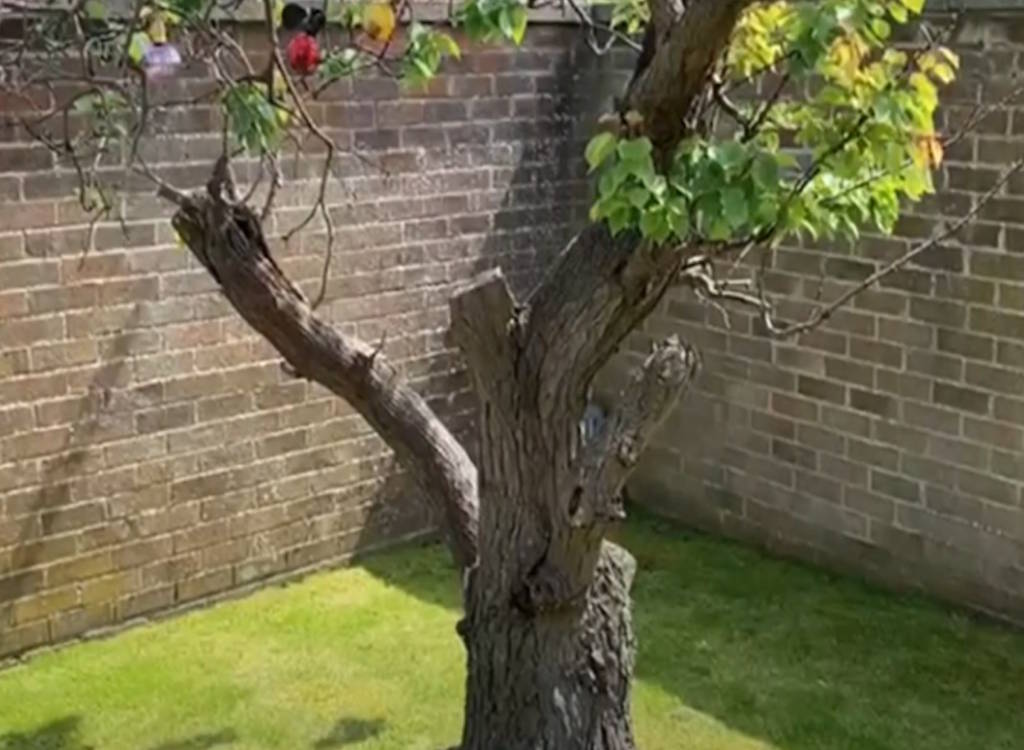 An established apricot tree is pruned.