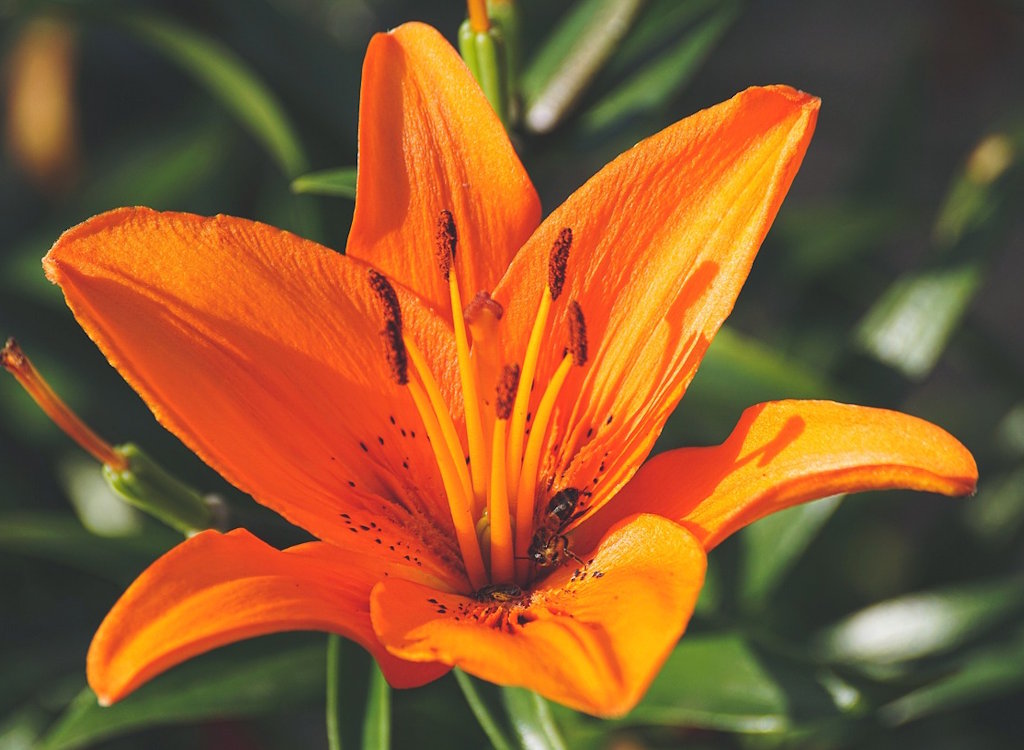 An orange lilly flower in bloom.