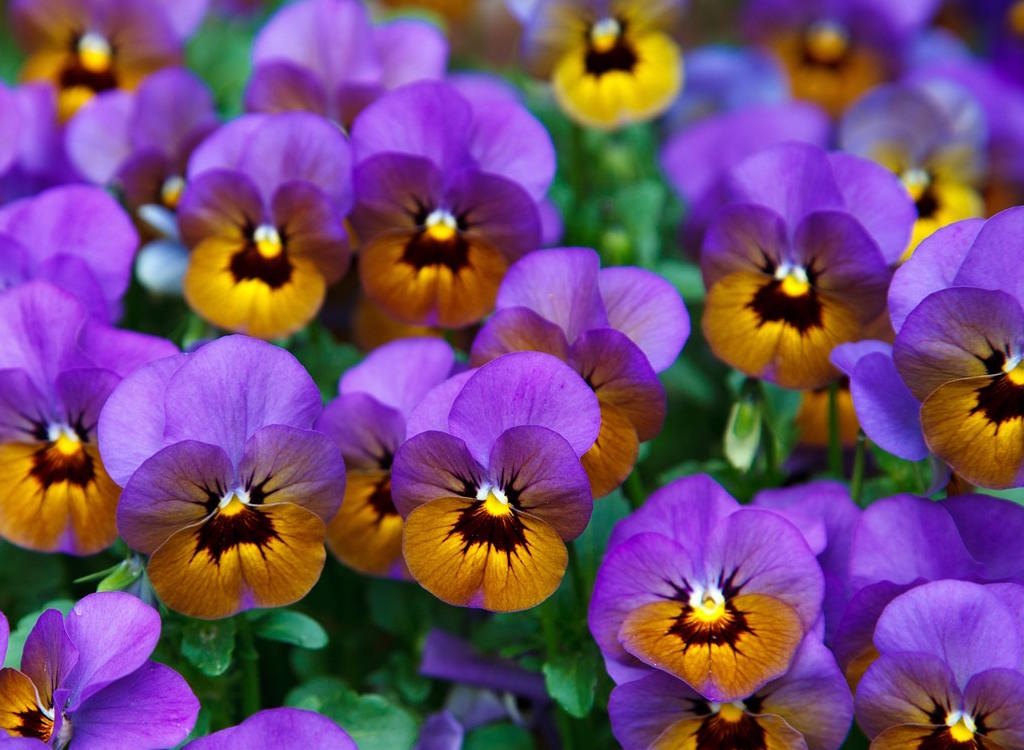 A collection of dark purple pansies.