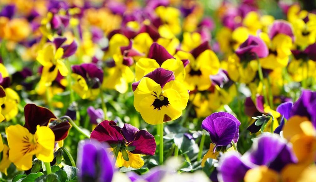 Pansies and violas festival back for 2025