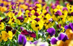 Pansies and violas festival back for 2025