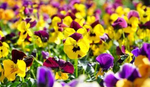 Pansies and violas festival back for 2025