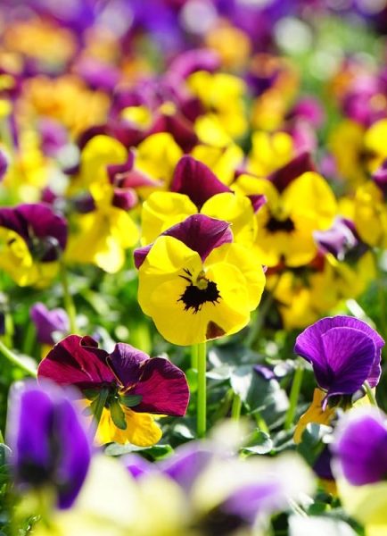 Pansies and violas festival back for 2025