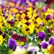 Pansies and violas festival back for 2025