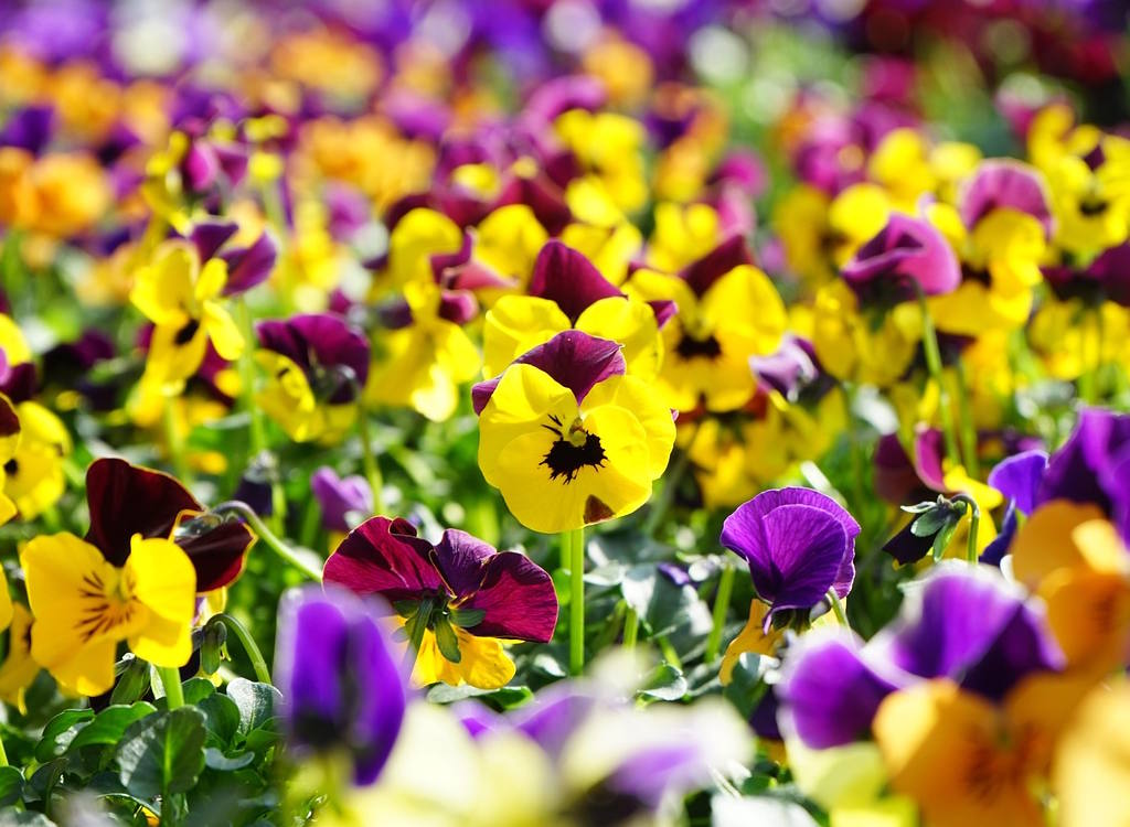 Pansies in a field.