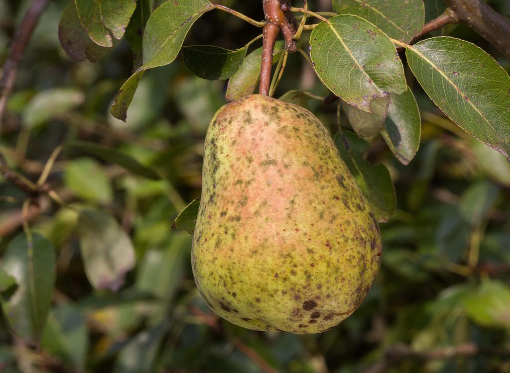 A fruit suffering from pear scab on a tree.