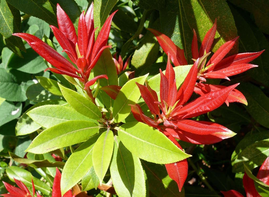 A pieris with red leaves.