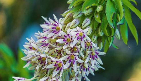 Plant ID for a pineapple lilly