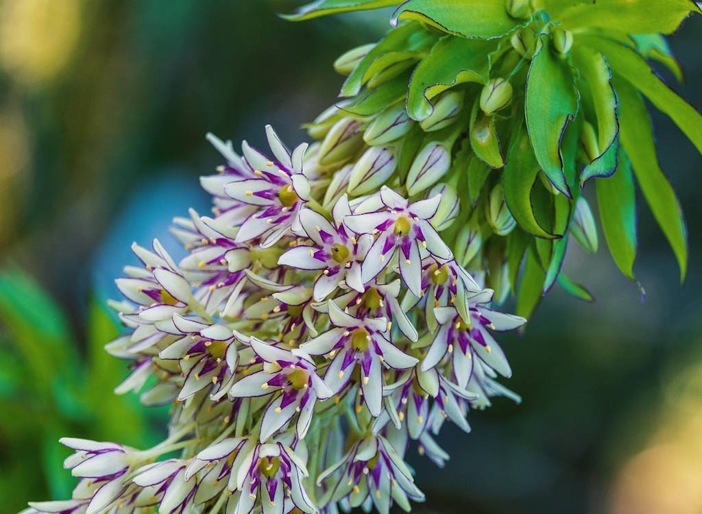 Pineapple lilly in bloom.