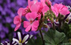 Pelargoniums and geraniums