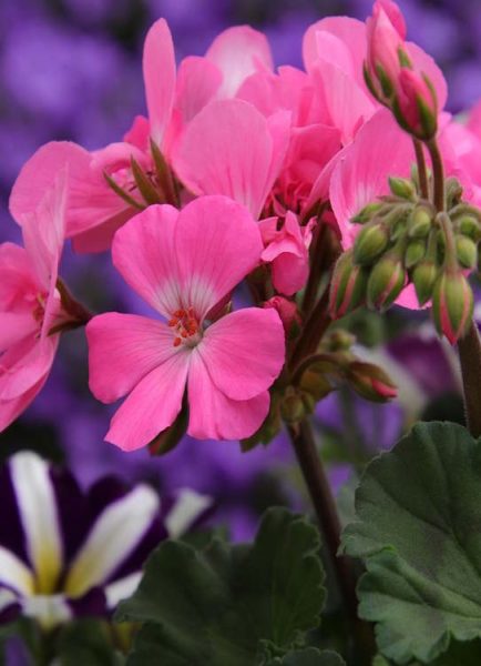 Pelargoniums and geraniums