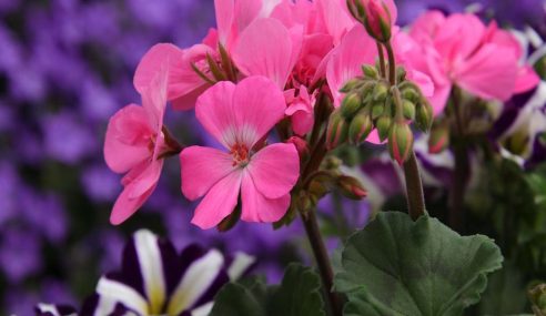 Pelargoniums and geraniums