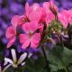 Pelargoniums and geraniums