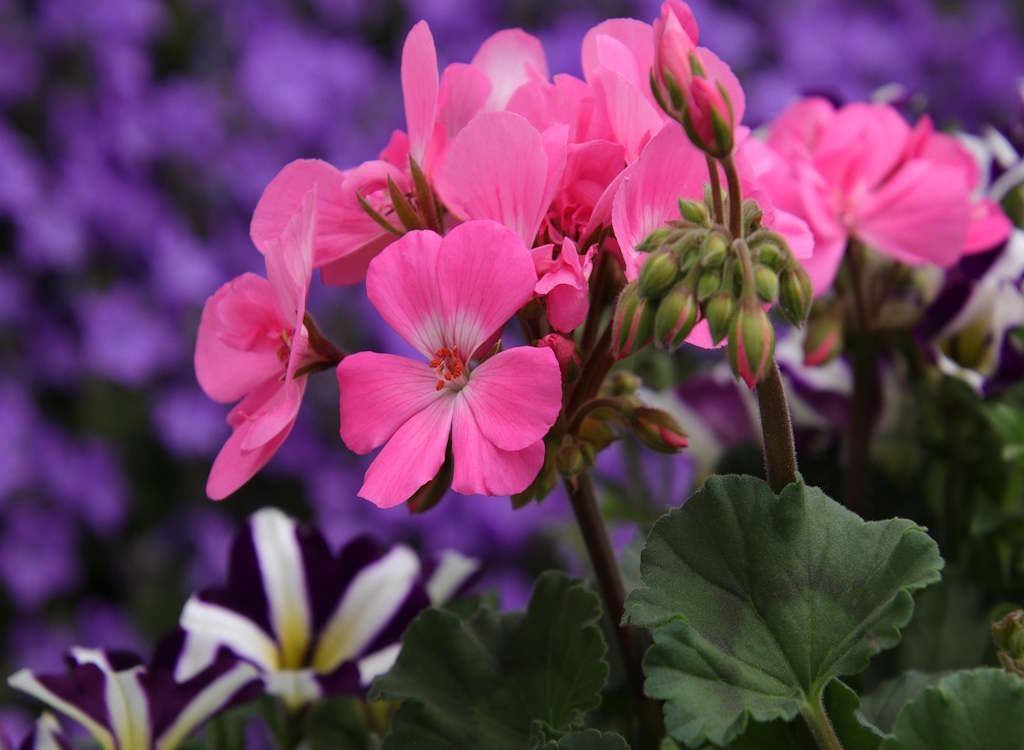 Pelargoniums and geraniums