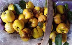 Tim’s allotment – Quince harvesting