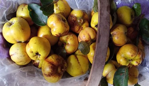 Tim’s allotment – Quince harvesting