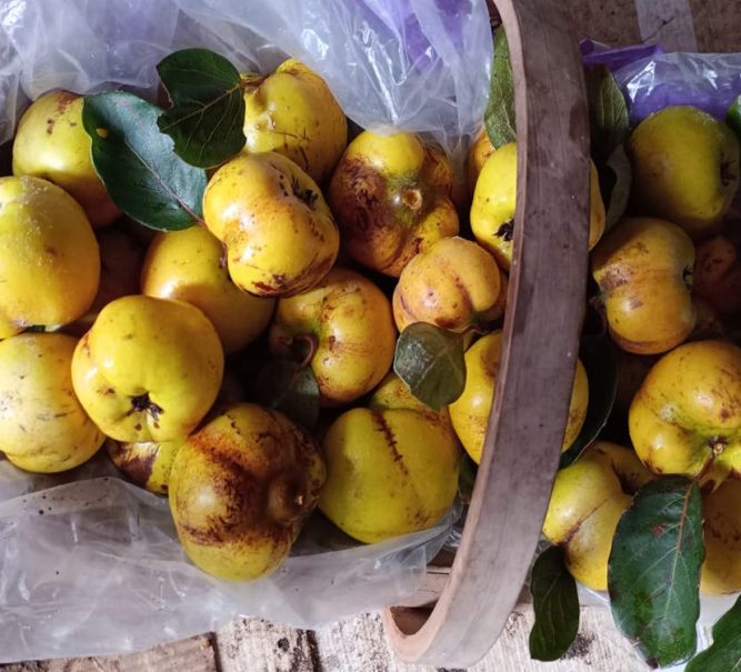 Tim’s allotment – Quince harvesting