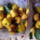 Tim’s allotment – Quince harvesting