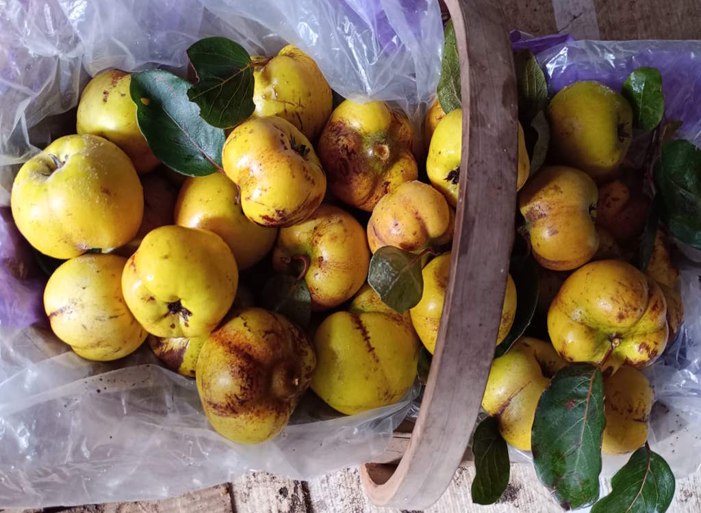 Tim’s allotment – Quince harvesting