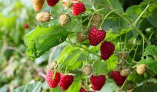 Tiptree – December