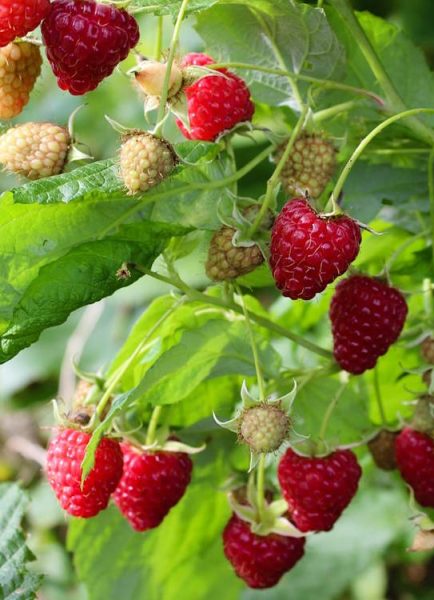 Tiptree – December