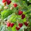 Tiptree – December