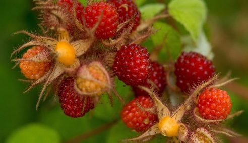 Tiptree – June