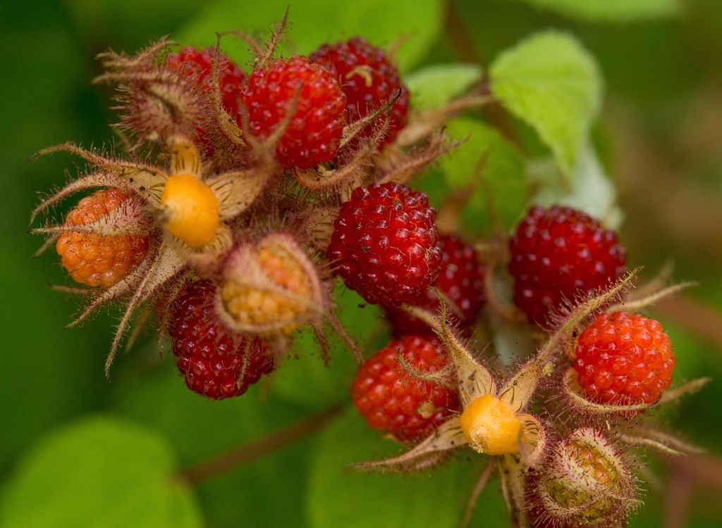 Ripe raspberries on a bush ready for picking.