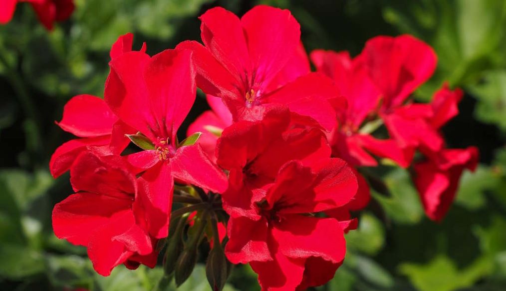 Keep geraniums flowering into the autumn