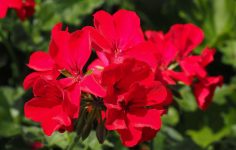Keep geraniums flowering into the autumn