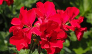 Keep geraniums flowering into the autumn