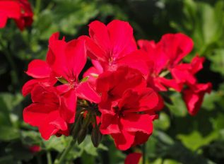 Keep geraniums flowering into the autumn