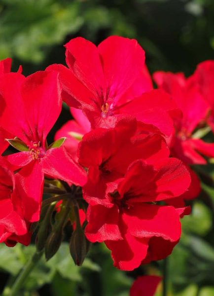 Keep geraniums flowering into the autumn