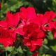 Keep geraniums flowering into the autumn