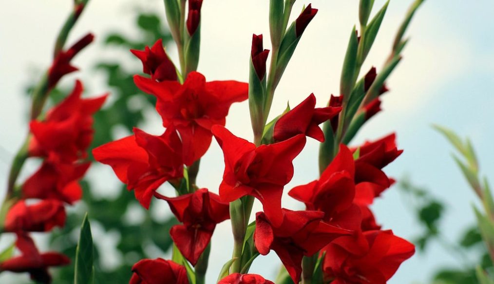 An addiction to gladioli
