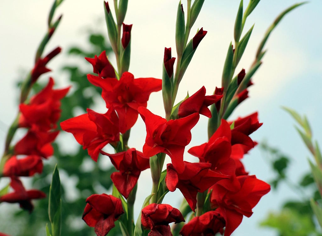 Red gladioli bloom in the sunshine.