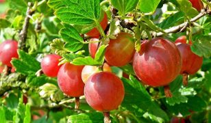 Red gooseberry bush