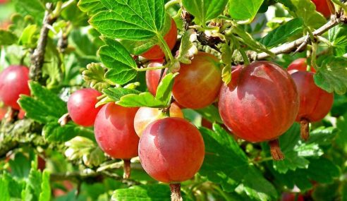 Red gooseberry bush