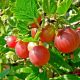 Red gooseberry bush