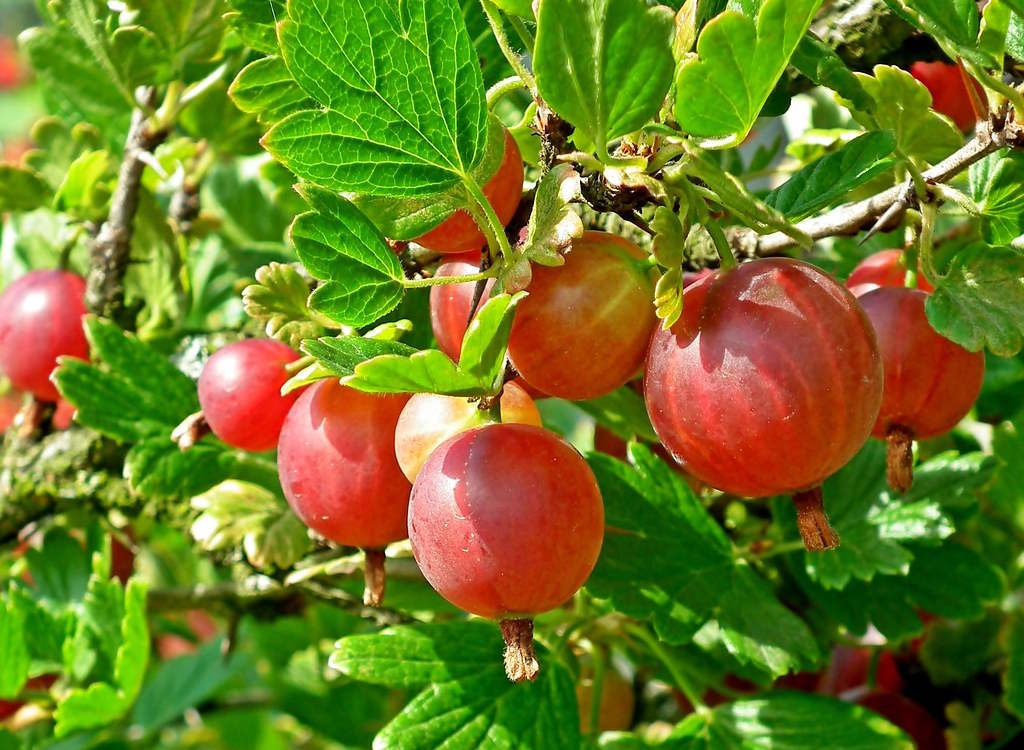 Red gooseberry bush