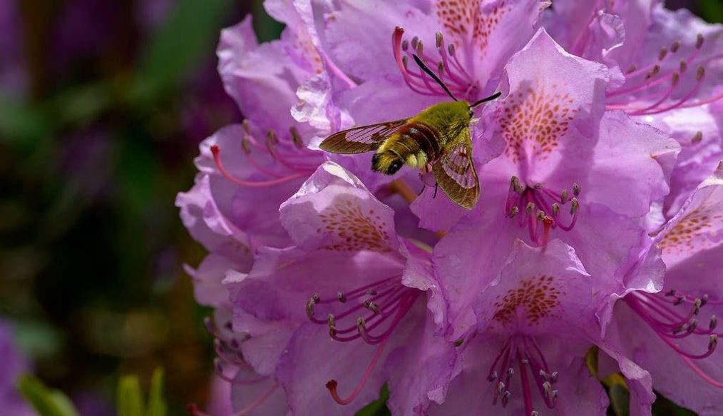 The pro-gardener’s secret to pruning rhododendron and getting a glorious bush