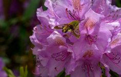 The pro-gardener’s secret to pruning rhododendron and getting a glorious bush